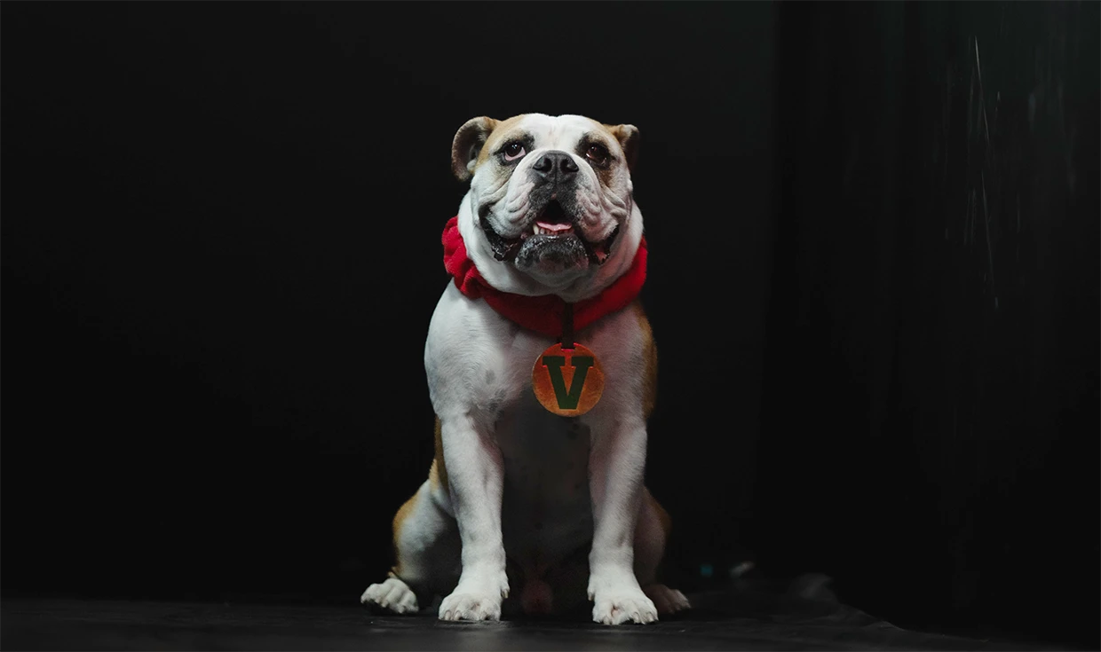 Fresno State Bulldog 
